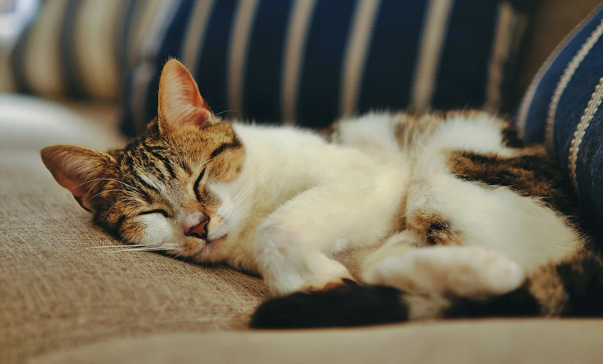 A cat sleeping comfortably on a sofa