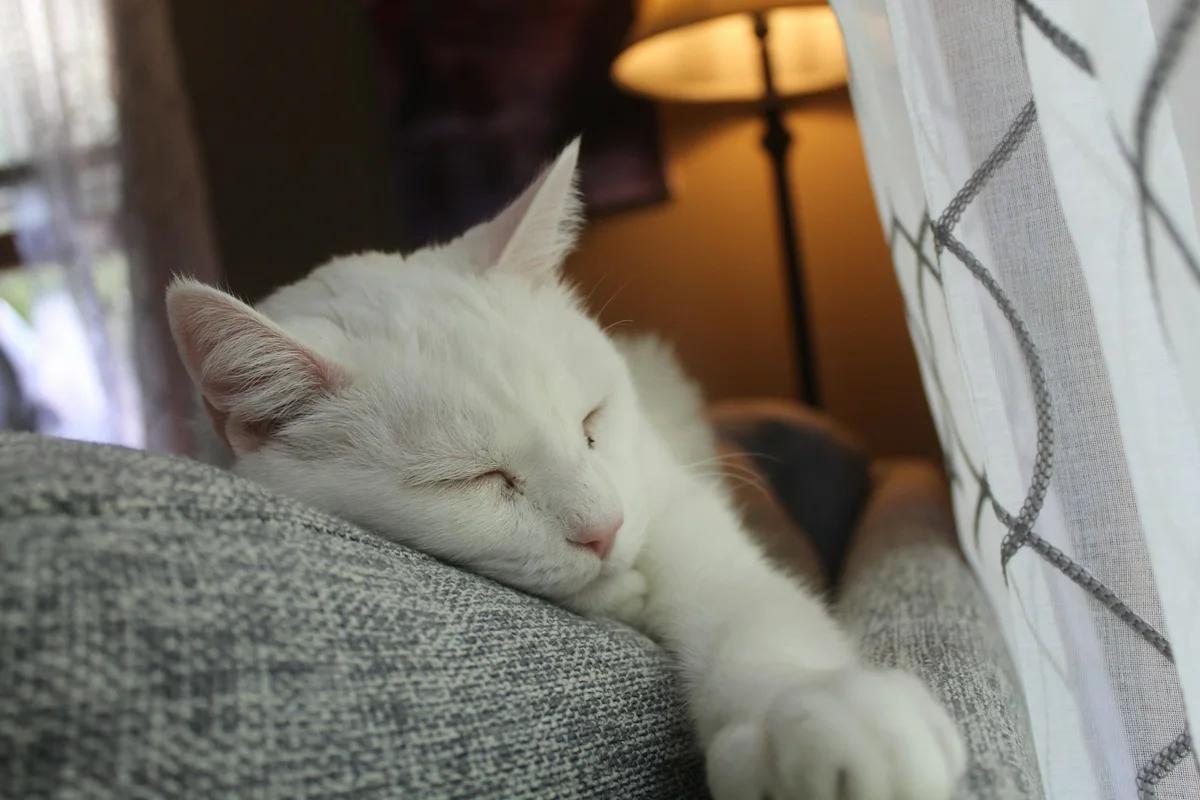 A white cat resting peacefully at home