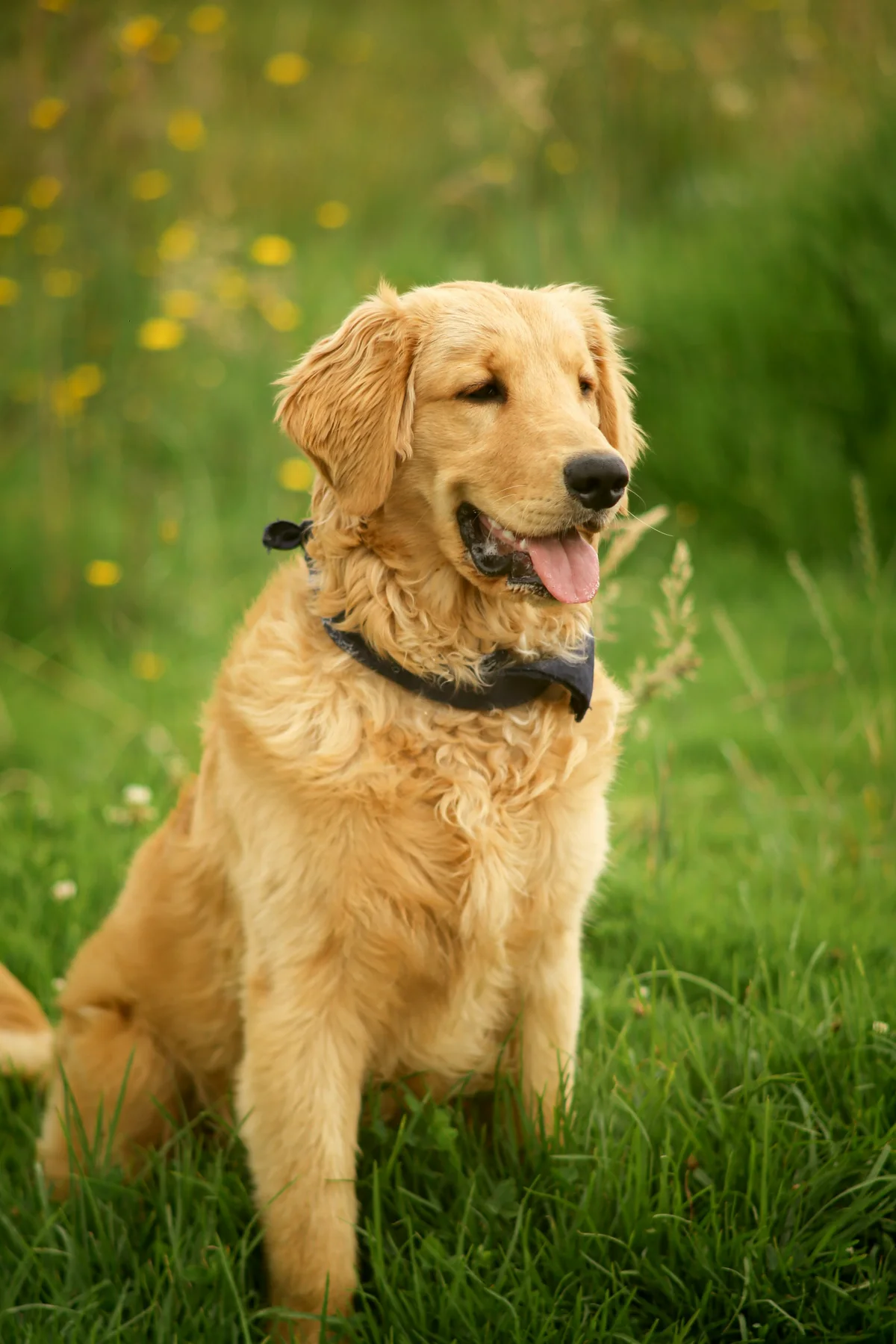 A golden retriever sitting in the grass
