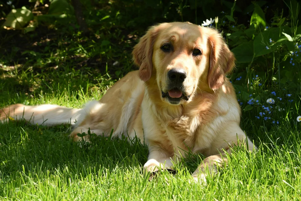 A golden retriever resting amongst garden grass and small flowers