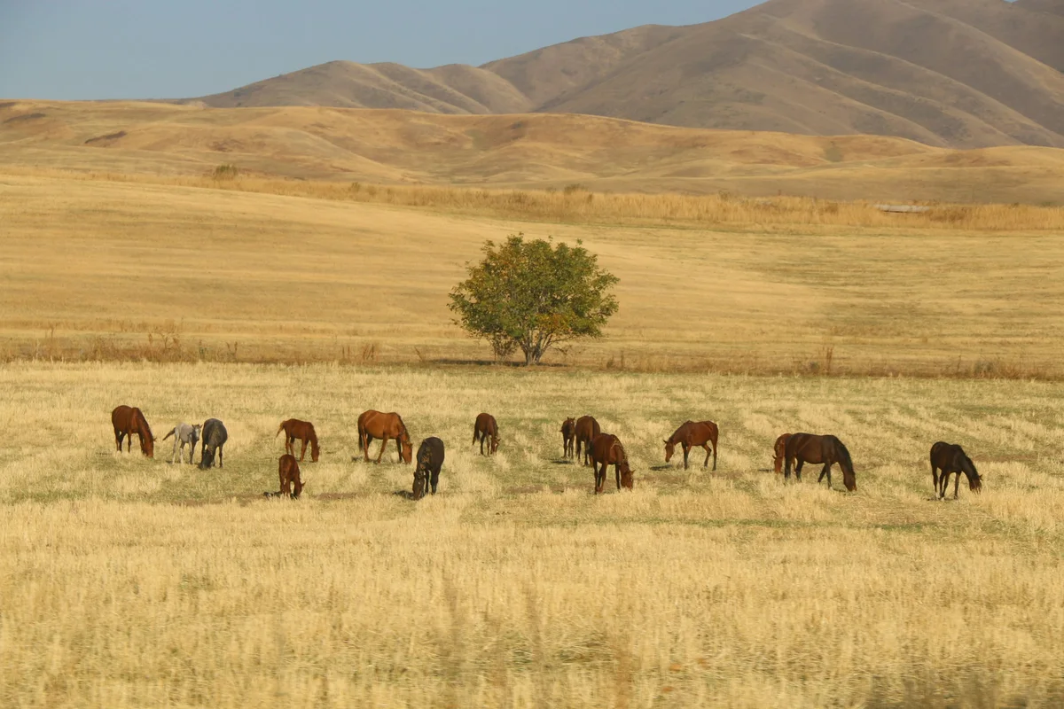 A herd of horses grazing in a wide open field