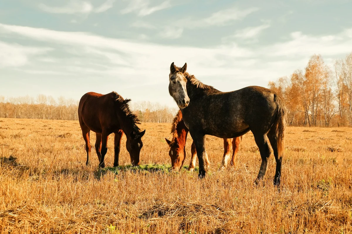 Horses in a quiet rural paddock